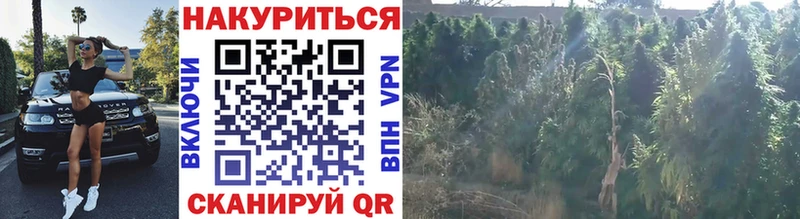 Купить закладку Тырныауз Галлюциногенные грибы  Меф мяу мяу  Гашиш  Канабис  A-PVP 